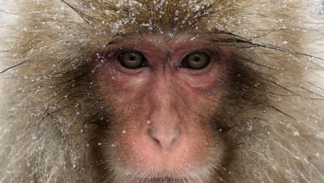 Monos salvajes atacan a residentes en Japón