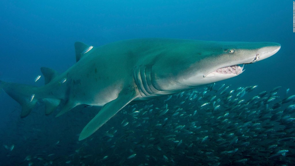 tiburón toro fenómeno oceánico
