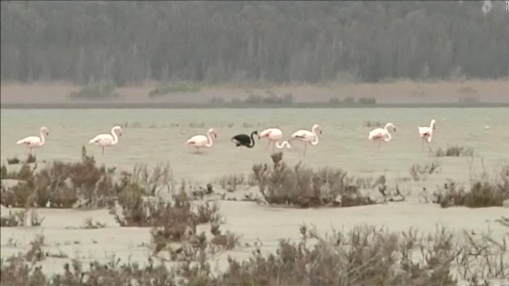 The black flamingo reappears, which could be unique in the world