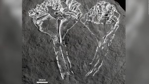 Estos son los restos del depredador más antiguo del mundo