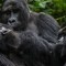 Congo: explotación de petróleo pone en peligro a gorilas