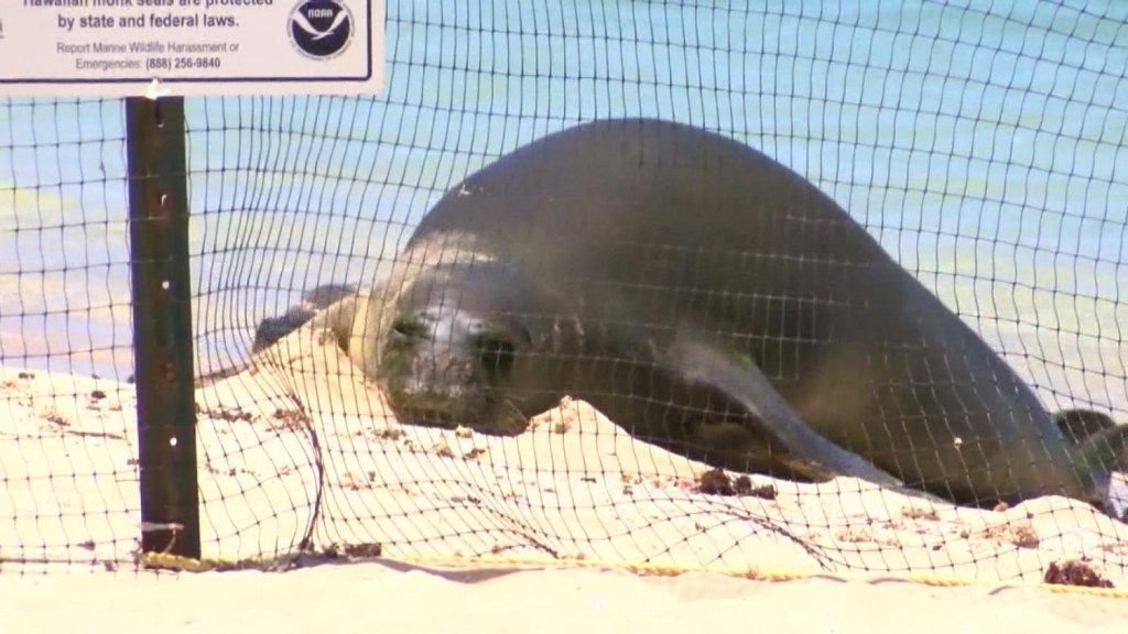 Seal attacks swimmer on Hawaiian beach