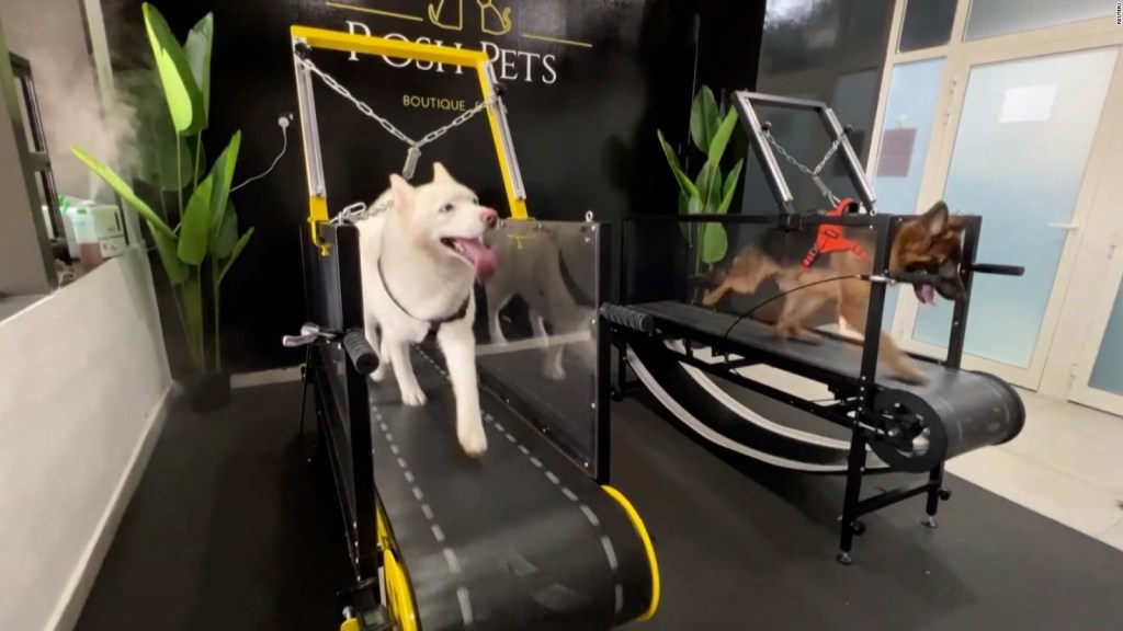 Meet the first gym for dogs in the United Arab Emirates