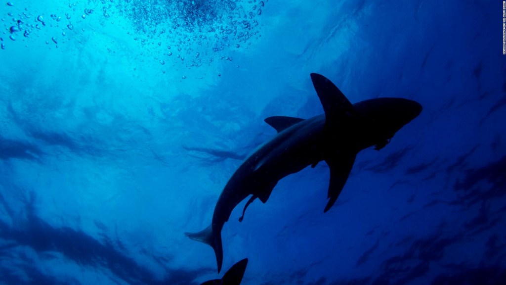 Tiburones de Groenlandia viven hasta 400 años