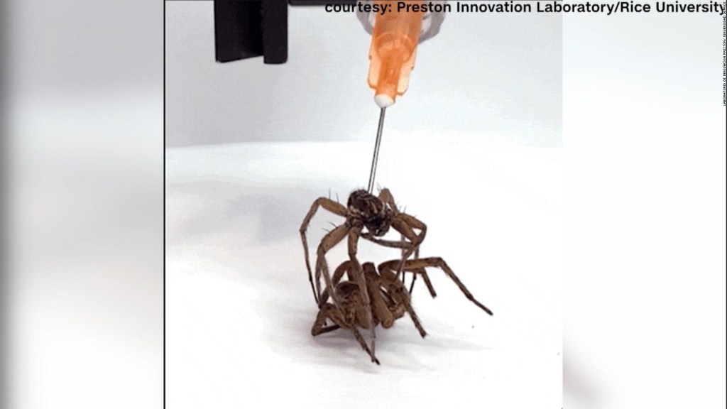 Ingenieros utilizan arañas muertas para crear robots