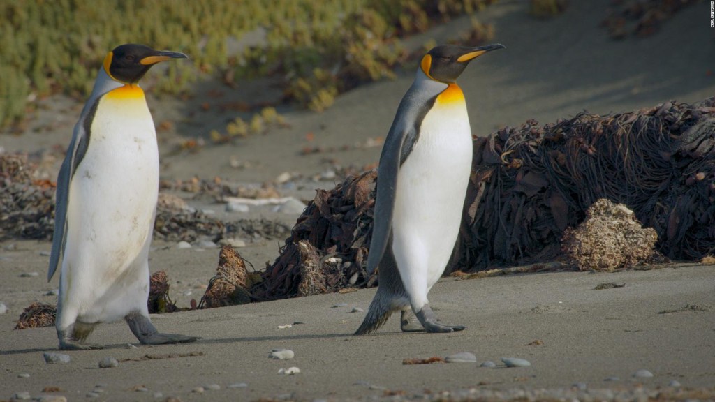 What would happen if the penguins of Patagonia disappeared?