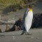 ¿Qué pasaría si desaparecen los pingüinos de la Patagonia?