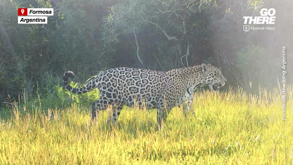 Así luce la deforestación que amenaza la existencia del jaguar