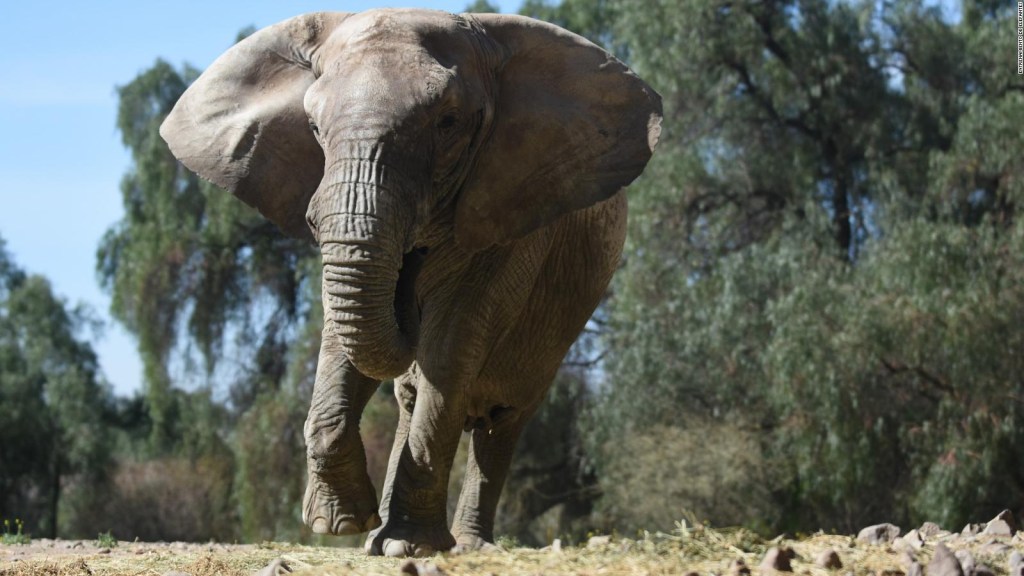 The elephant, Kenya, will be transferred from Argentina to Brazil