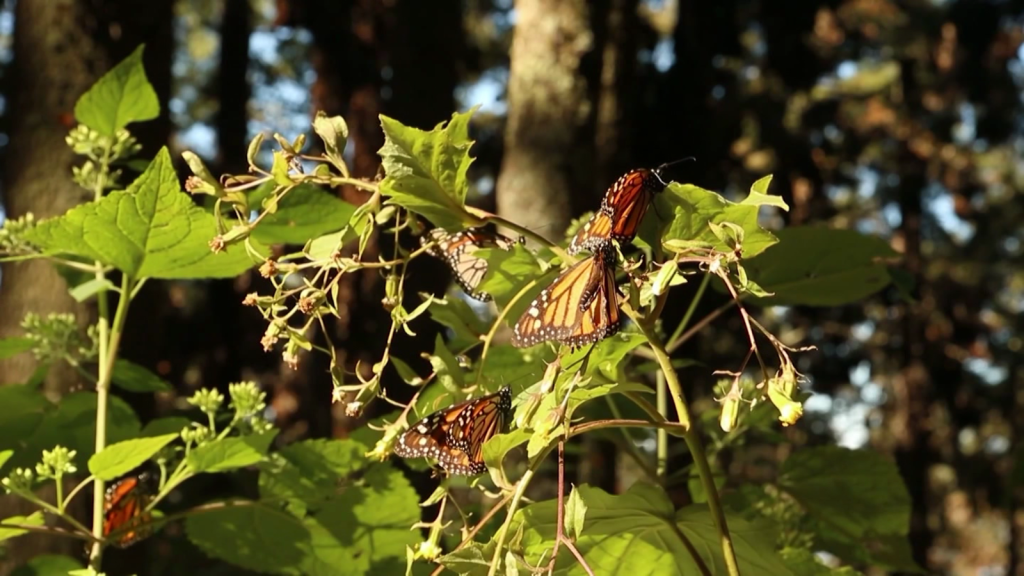 The concern of the keepers of the monarch butterfly in Mexico