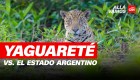 El yaguareté vs. el Estado argentino. CNN viajó a la zona de deforestación que pone en peligro de extinción a los jaguares