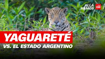 El yaguareté vs. el Estado argentino. CNN viajó a la zona de deforestación que pone en peligro de extinción a los jaguares