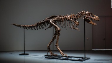 Este esqueleto gigante de Gorgosaurus se subastará Nueva York