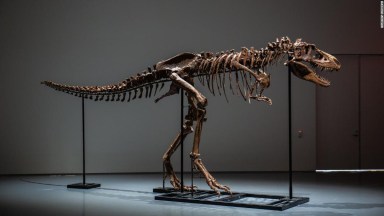 Dinosaurios: tema, información y noticias Dinosaurios | CNN