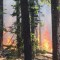 Los bomberos intentan controlar el fuego que pone en riesgo a más de 500 secuoyas gigantes en Yosemite