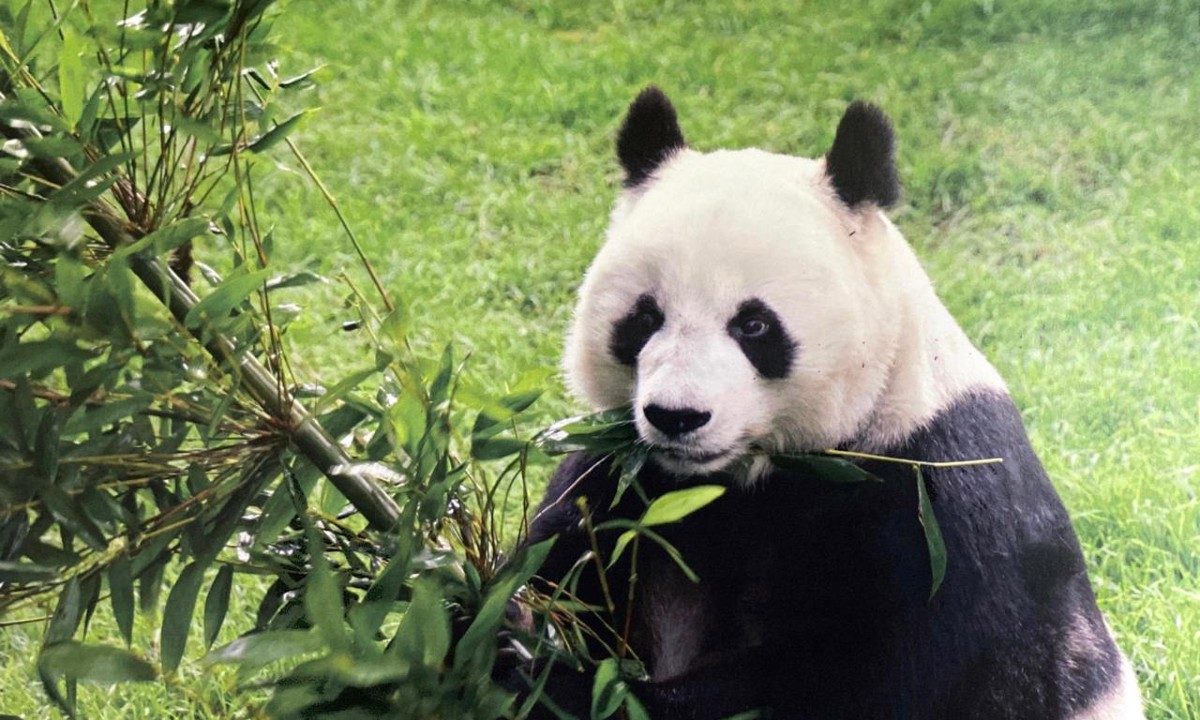 El panda gigante más viejo de México muere a los 35 años