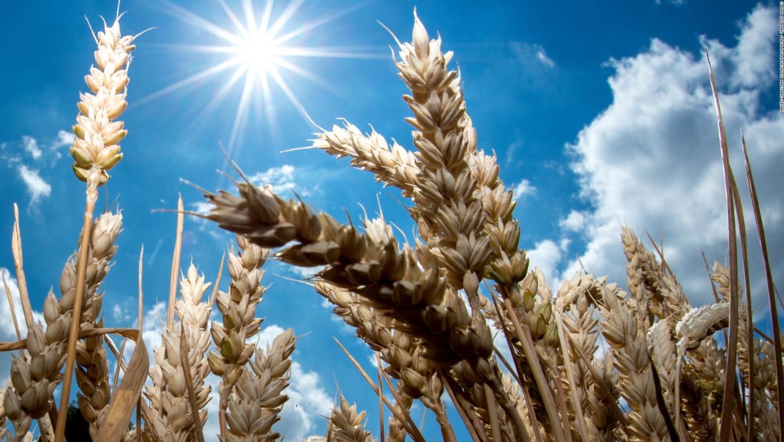 Los 5 principales productores y consumidores de trigo