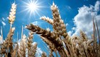 Los 5 principales productores y consumidores de trigo