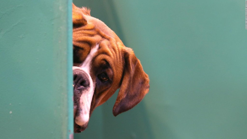 Este porche de perros adoptados en pandemia volvieron en albergues