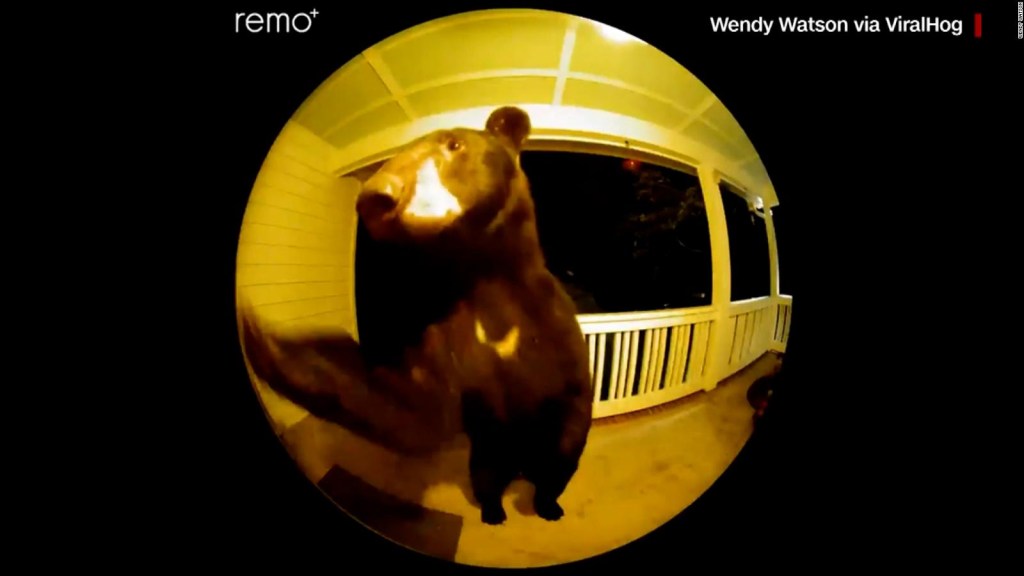 Mira a un oso tocando el timbre de una casa en Carolina del Sur