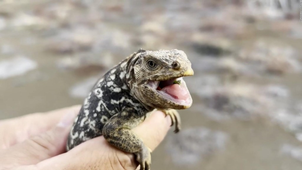 Nacen iguanas en las Islas Galápagos tras casi 200 años