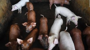 Científicos logran "revivir" células de cerdos muertos