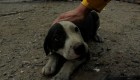 Watch the rescue of a puppy after a fire