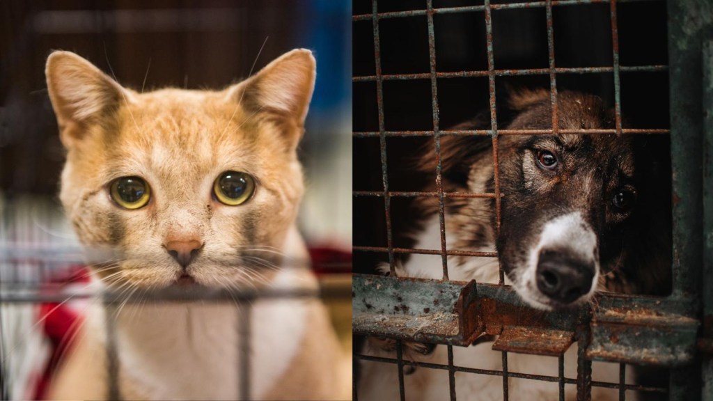 Why were more than 355,000 abandoned animals euthanized in 2021?