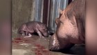 A hippo is born at the Cincinnati Zoo