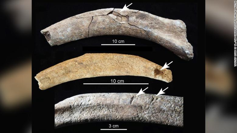 fósiles mamut humanos herramientas