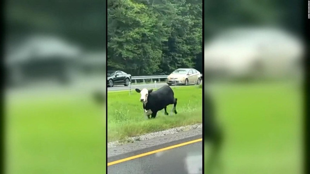 A cow escapes from the police in the middle of an Alabama highway