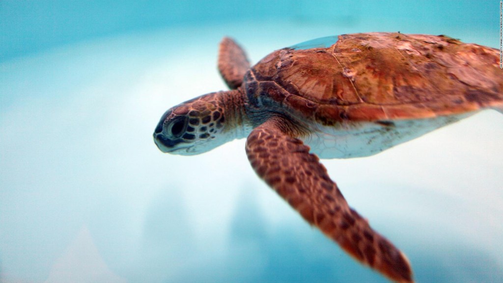 El calentamiento global pone en riesgo a las tortugas de Florida