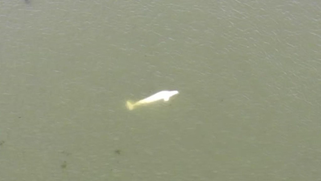 Intentos de rescate de una ballena beluga que apareció en el río Sena