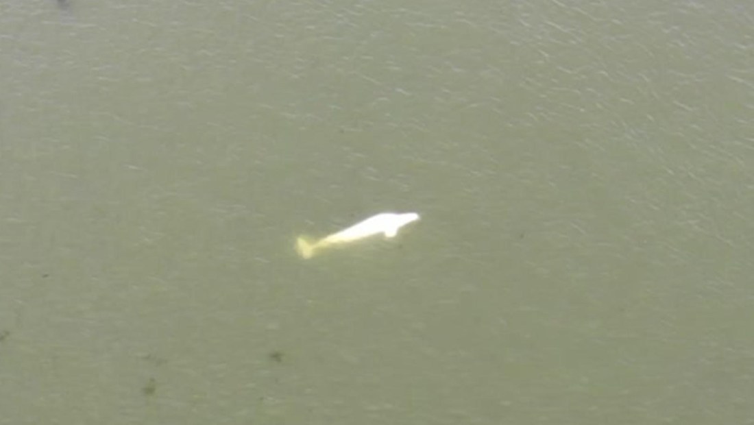 Los intentos de rescate de una beluga que apareció en el río Sena