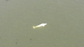 Los intentos de rescate de una beluga que apareció en el río Sena