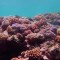 La Gran Barrera de Coral presenta su mayor cobertura en 36 años