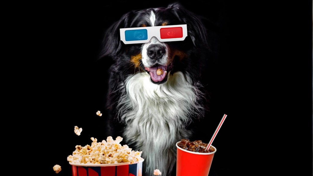 In this movie theater you can enjoy the movie with your dog