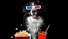 En este cine puedes disfrutar de la película con tu perro