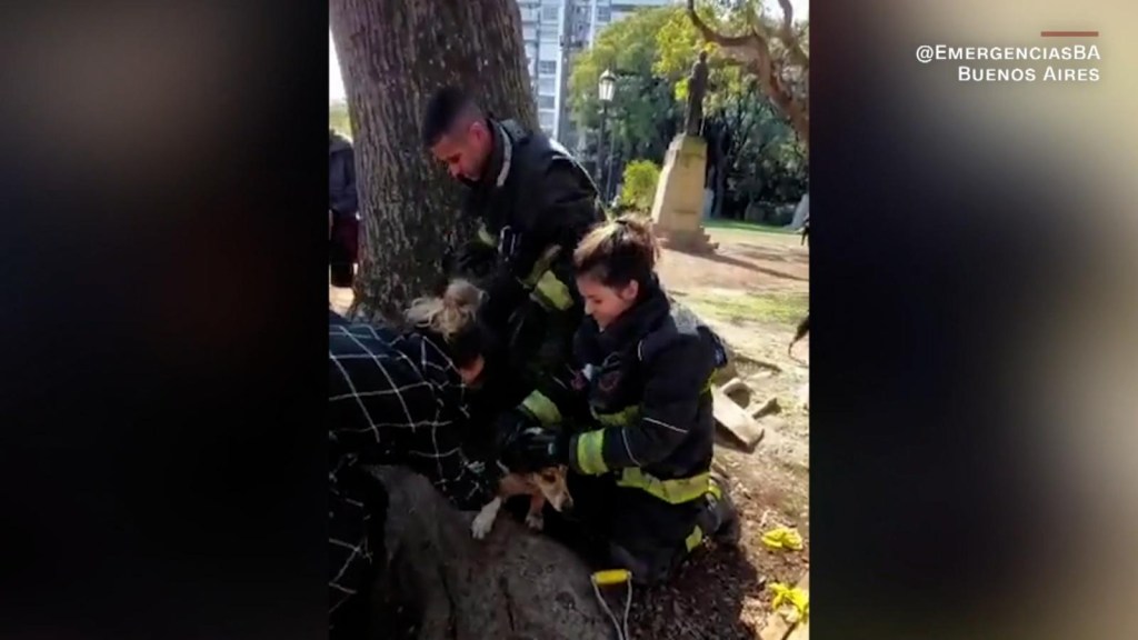 The exciting rescue of a dog in Buenos Aires