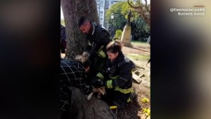 El emocionante rescate de un perro en Buenos Aires