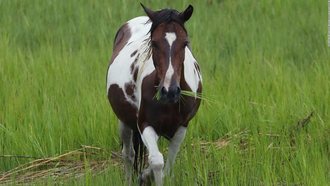 Mitos y realidad: estos son los ponis de Chincoteague