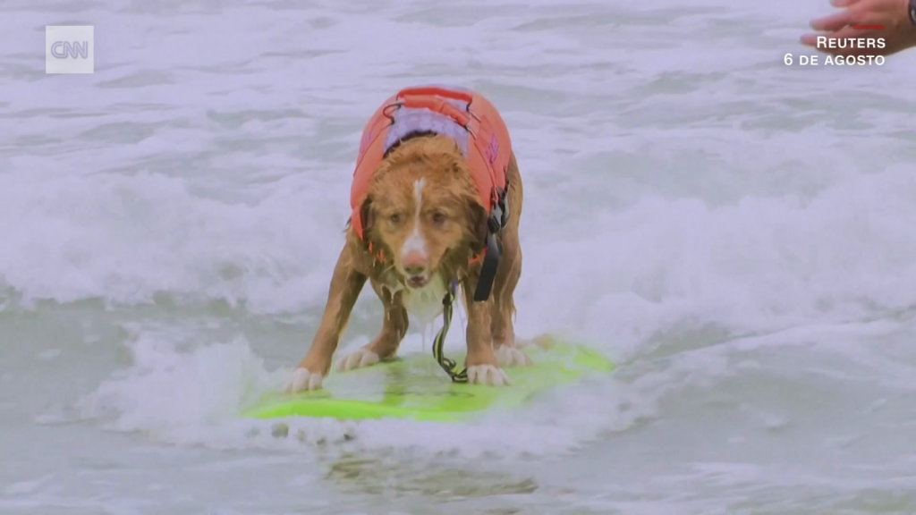 Watch these dogs compete in their World Surfing Championship