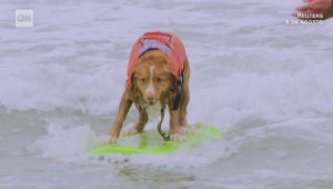 Mira estos perros competir en su Campeonato Mundial de Surf