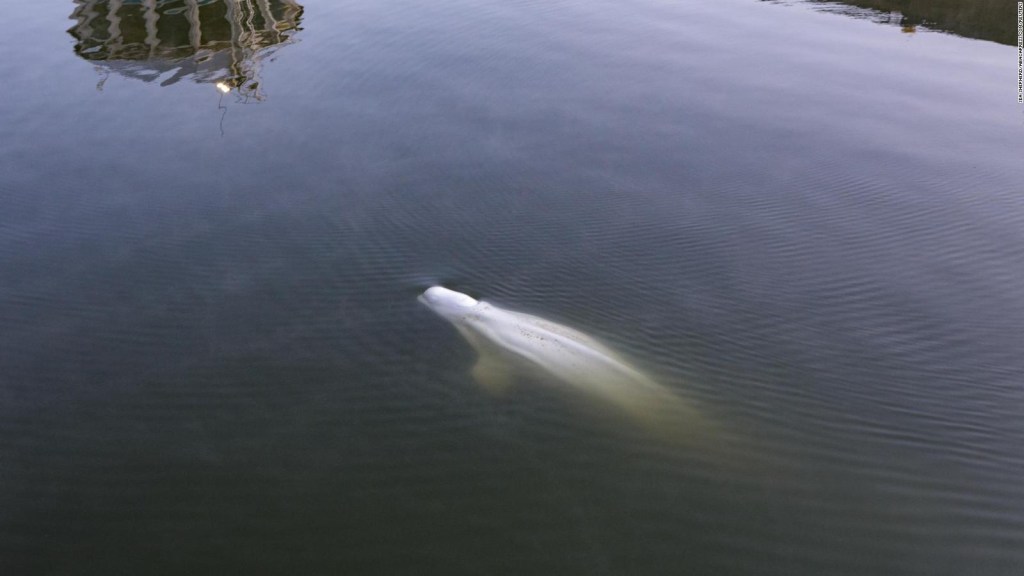 A beluga whale trapped in the Seine River will be transferred
