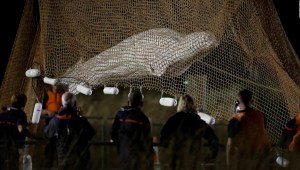 Bomberos y miembros de un equipo de búsqueda y rescate levantan una red a primera hora del 10 de agosto de 2022, mientras trabajan para salvar a una beluga que se extravió en el río Sena en Francia.