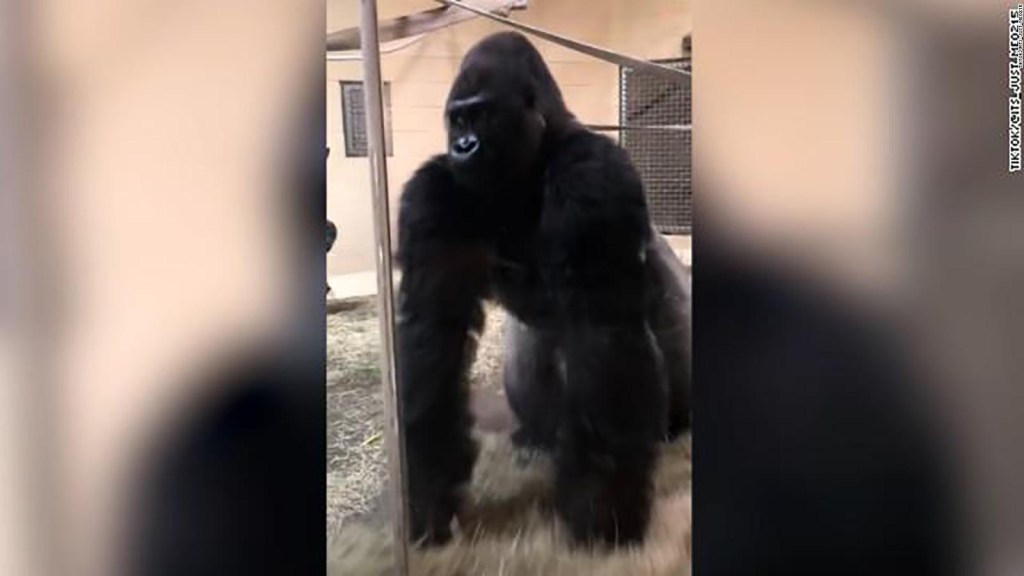 The viral slide of this gorilla stuns a woman