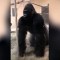 El deslizamiento viral de este gorila deja atónito una mujer