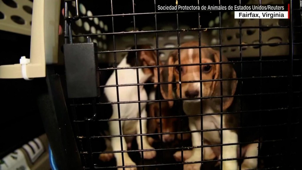 4.000 perros Beagle rescatados buscan un hogar