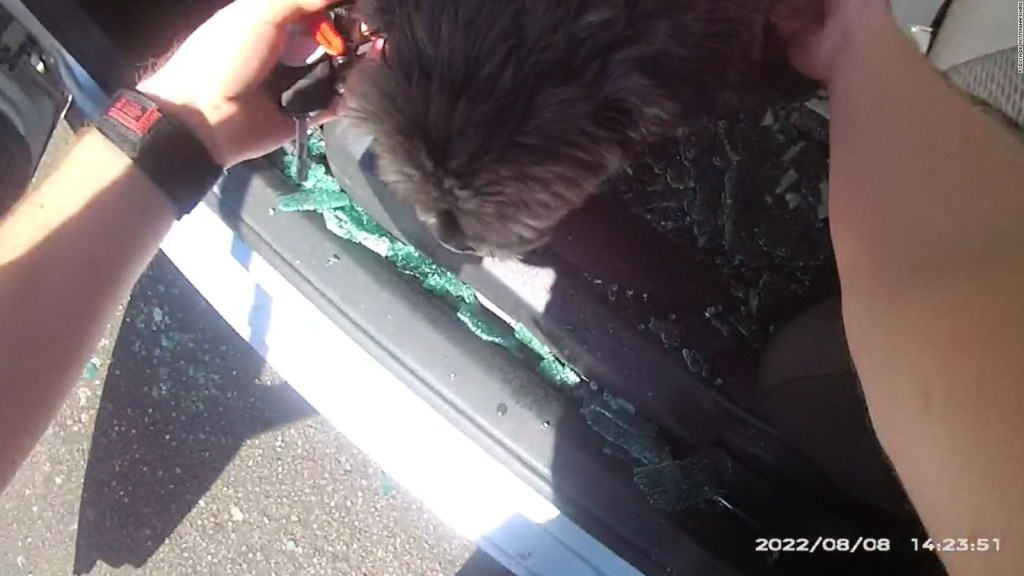 This is how they rescue a dog locked in a car and affected by heat