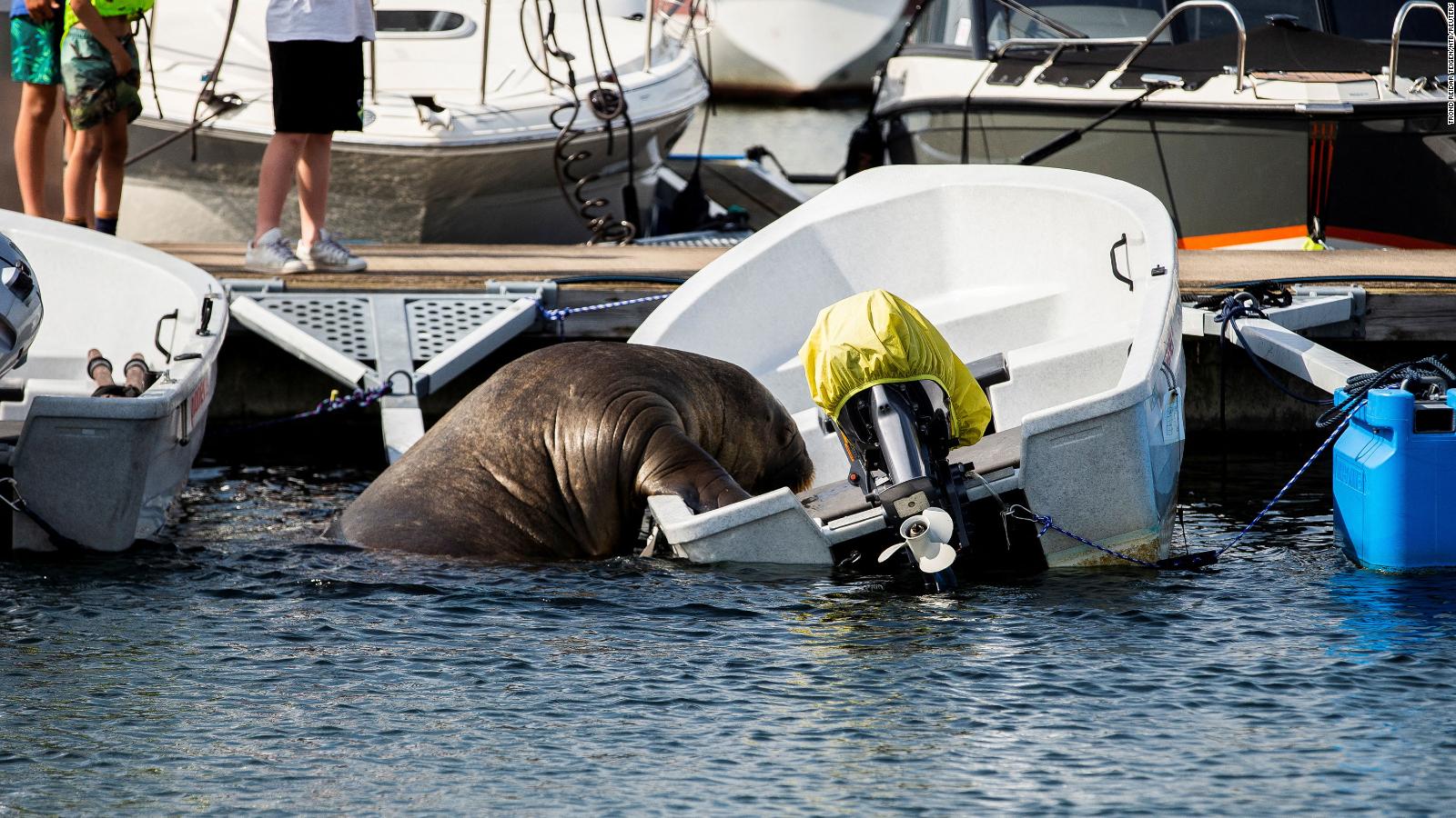 Norwegia meninggal karena belas kasihan dengan kata walrus, yang beratnya 600 kilogram, yang disebut Freya